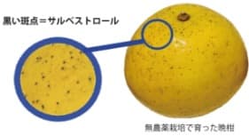 サルベストロールプラチナム2000