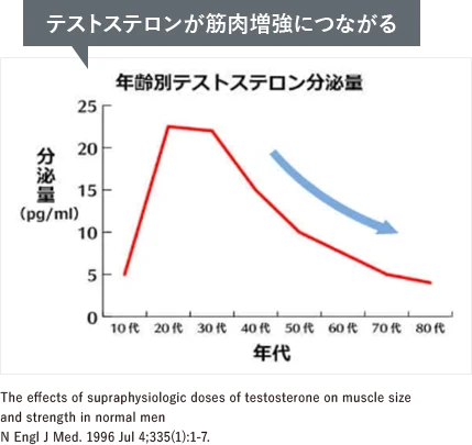 テストステロンが筋肉増強につながる