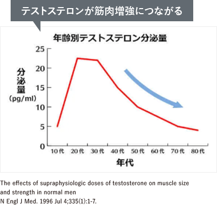 テストステロンが筋肉増強につながる